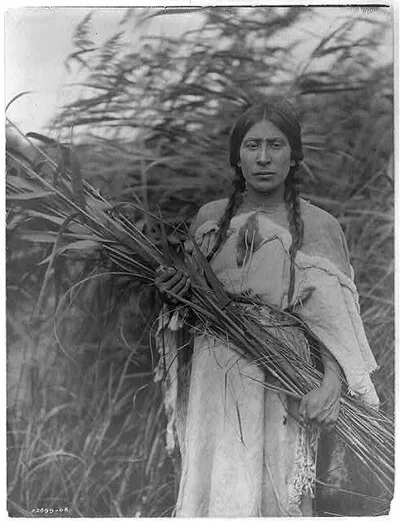 The rush gatherer, 1908