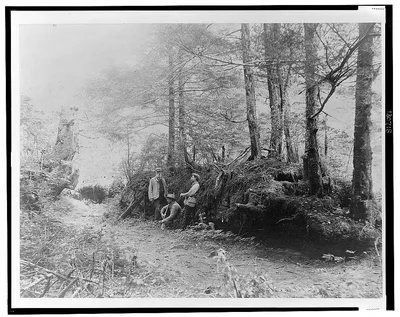 [D.G. Elliot, A.K. Fisher, and Robert Ridgway in woods bordering…, Alaska, 1899