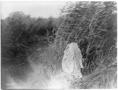 Cutting rushes--Mandan, North Dakota, 1908