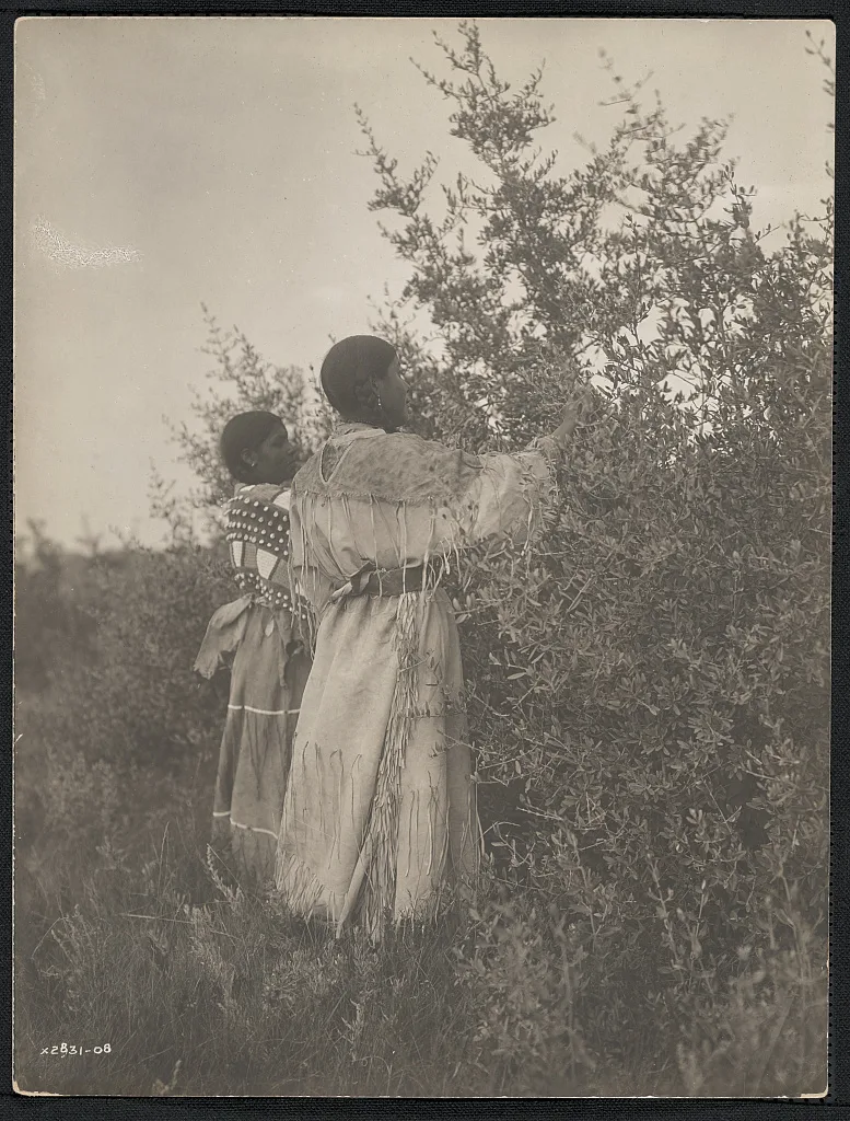 Buffalo berry gatherers--Mandan, North Dakota, 1908
