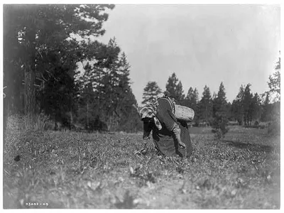 The piyake gatherer, Washington, 1910