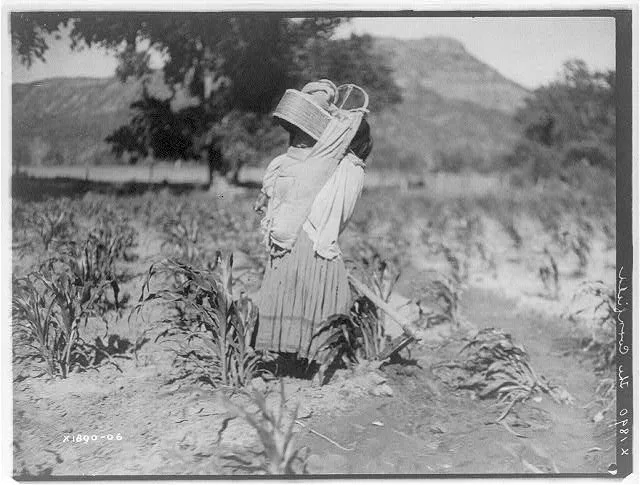 The cornfield, 1906