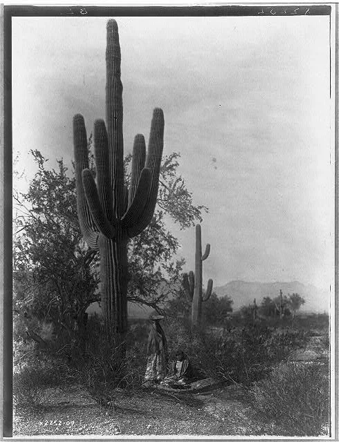 The saguaro harvest--Pima, Arizona, 1907