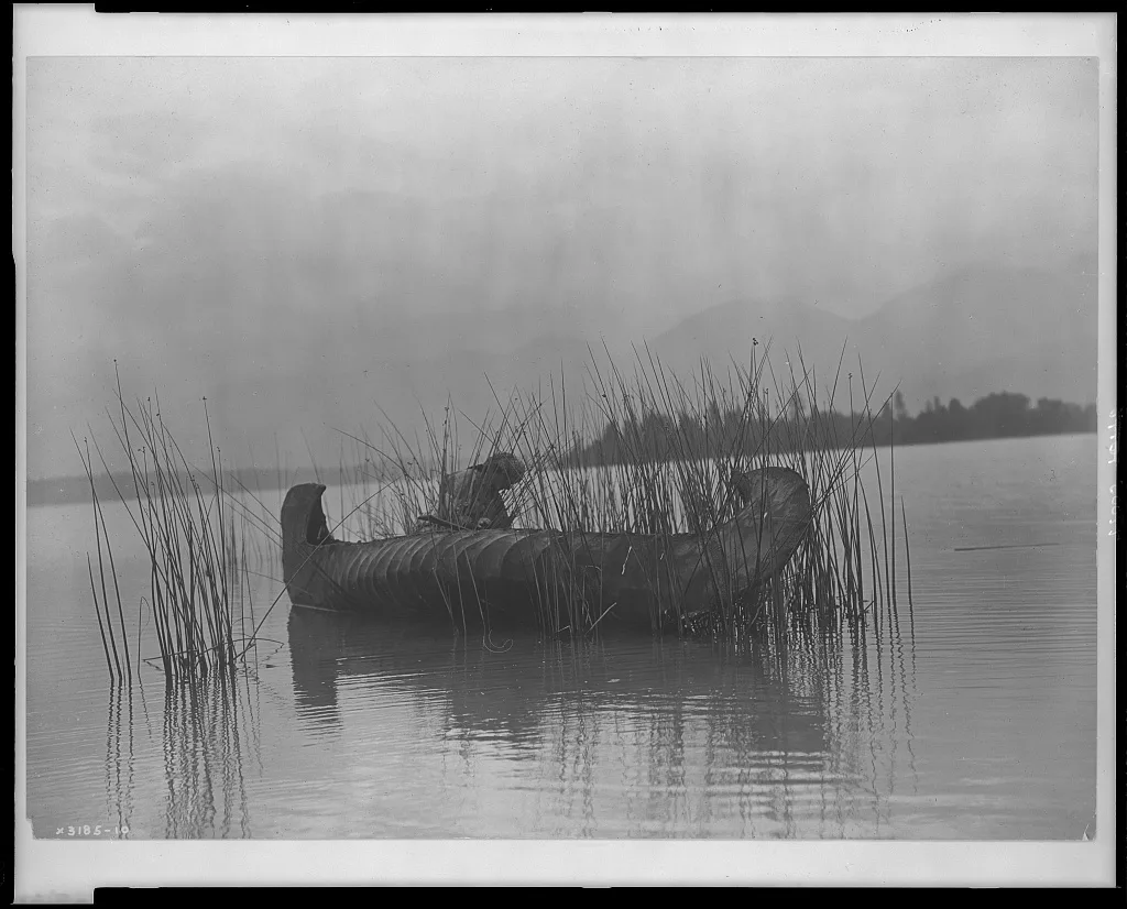 The rush gatherer--Kutenai [A], 1910