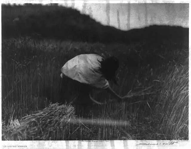 The Apache reaper [gathering wheat], 1906