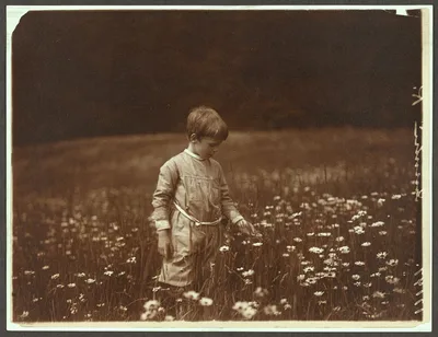 Quentin picking daisies, New York, Oyster Bay, 1904