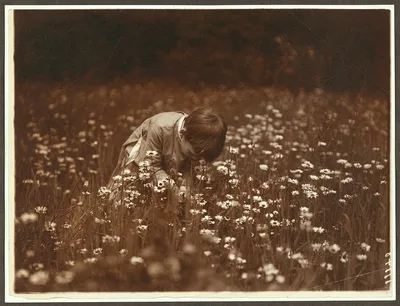 Quentin Roosevelt looking for June bugs, New York, Oyster Bay, 1904