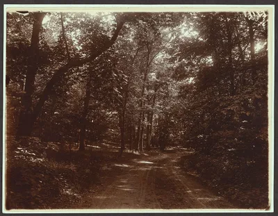 Wooded road thru Sagamore, Oyster Bay, New York, Sagamore Hill National Historic Site, 1904