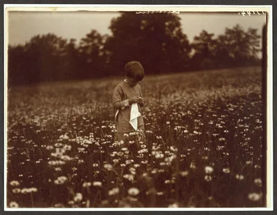 Quentin Roosevelt in the daisy field, Oyster Bay, New York, 1904