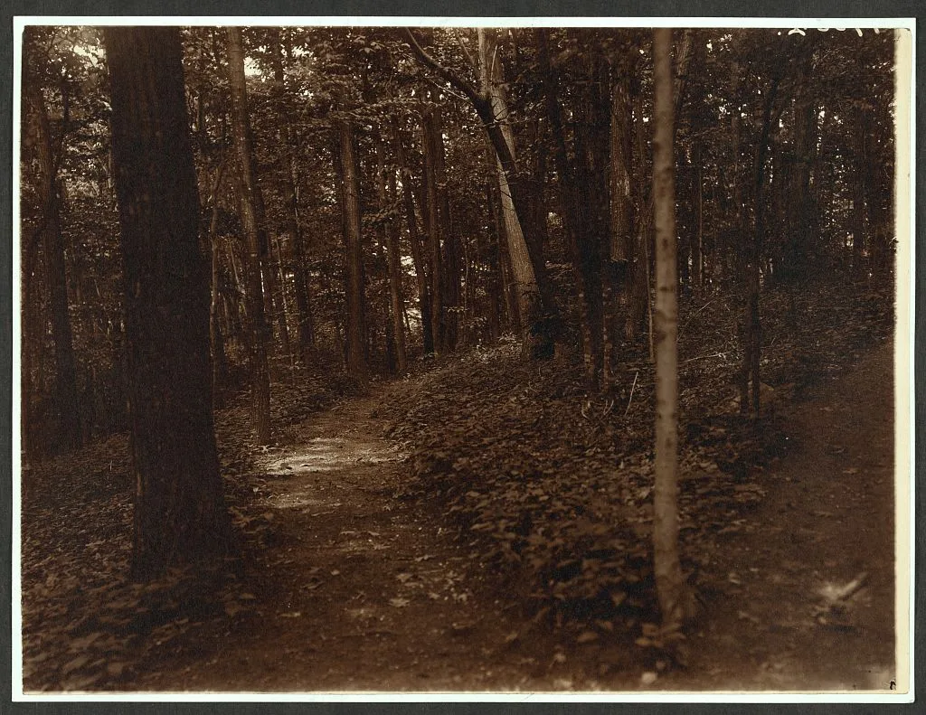 Thro' the woods, Sagamore Hill, Oyster Bay, New York, Sagamore Hill National Historic Site, 1904