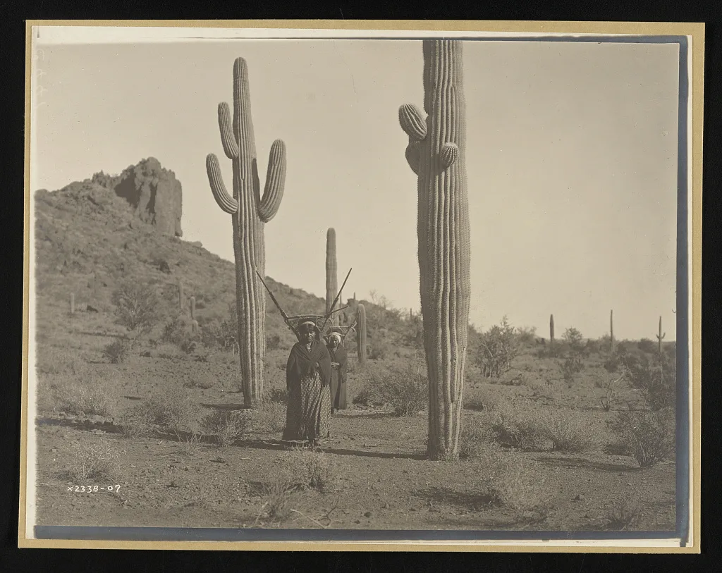 Hasen harvest (A), Arizona, 1907