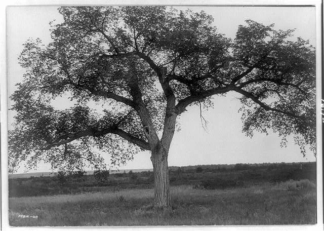 The mythic tree, 1908