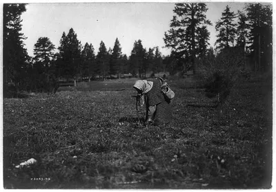 The Root Digger--Yakima, Washington, 1909