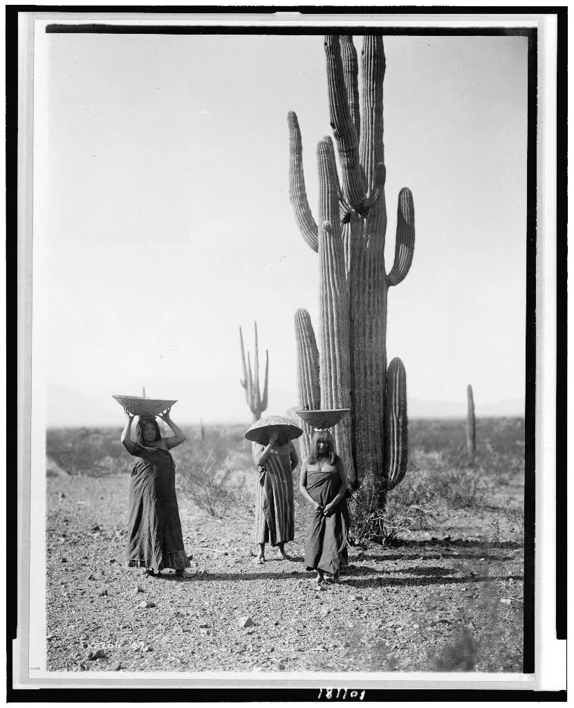 [Maricopa women gathering fruit from Saguaro cacti], Arizona, 1907
