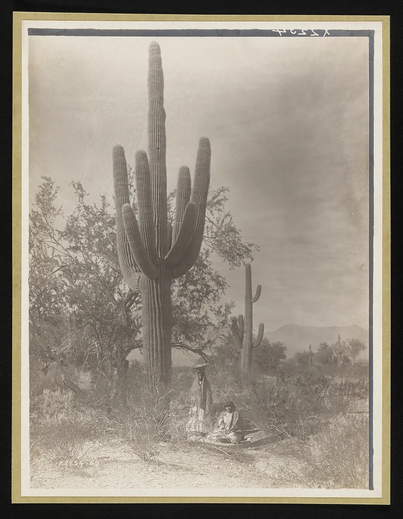 [Gathering saguaro fruit], Arizona, 1907