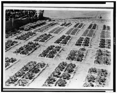 Zuni gardens, 1927