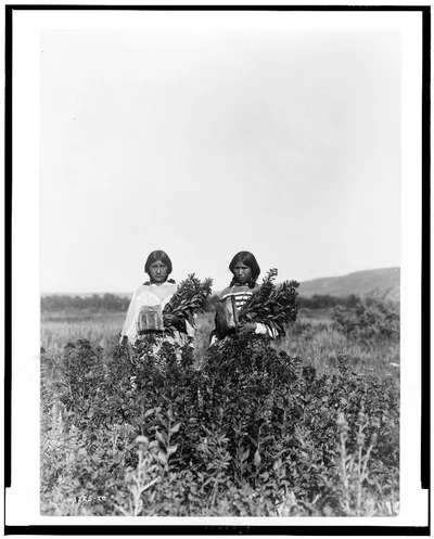 Goldenrod meadows--Piegan, 1910