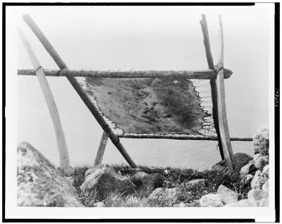 [Drying walrus hide, Diomede, Alaska], 1929