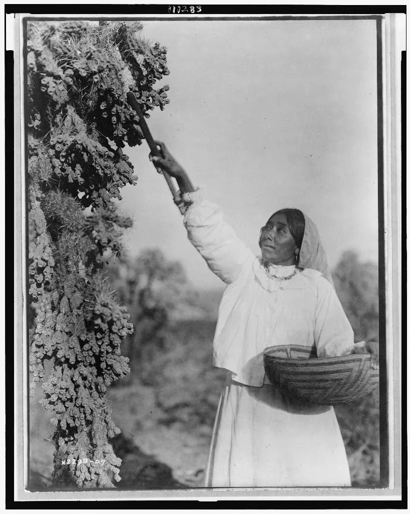 [Gathering hanamh - Papago woman picking cactus fruit with wooden…, Arizona, 1907