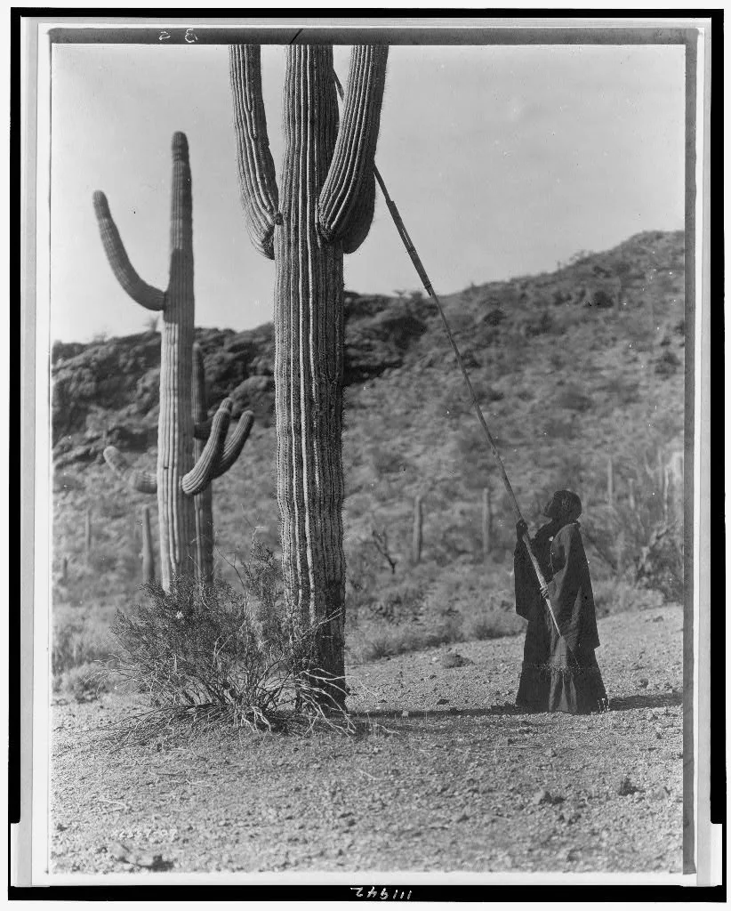 [Gathering hasen--Qahatika], Arizona, 1907