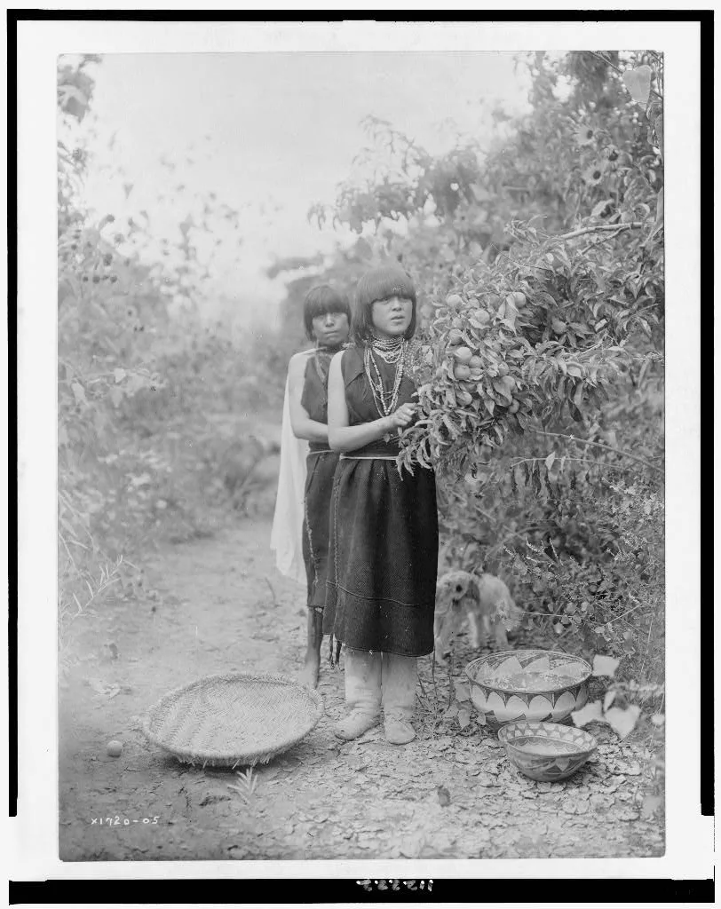 The fruit gatherers, New Mexico, 1905