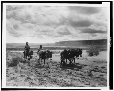Burros and Moki men on the road, 1900