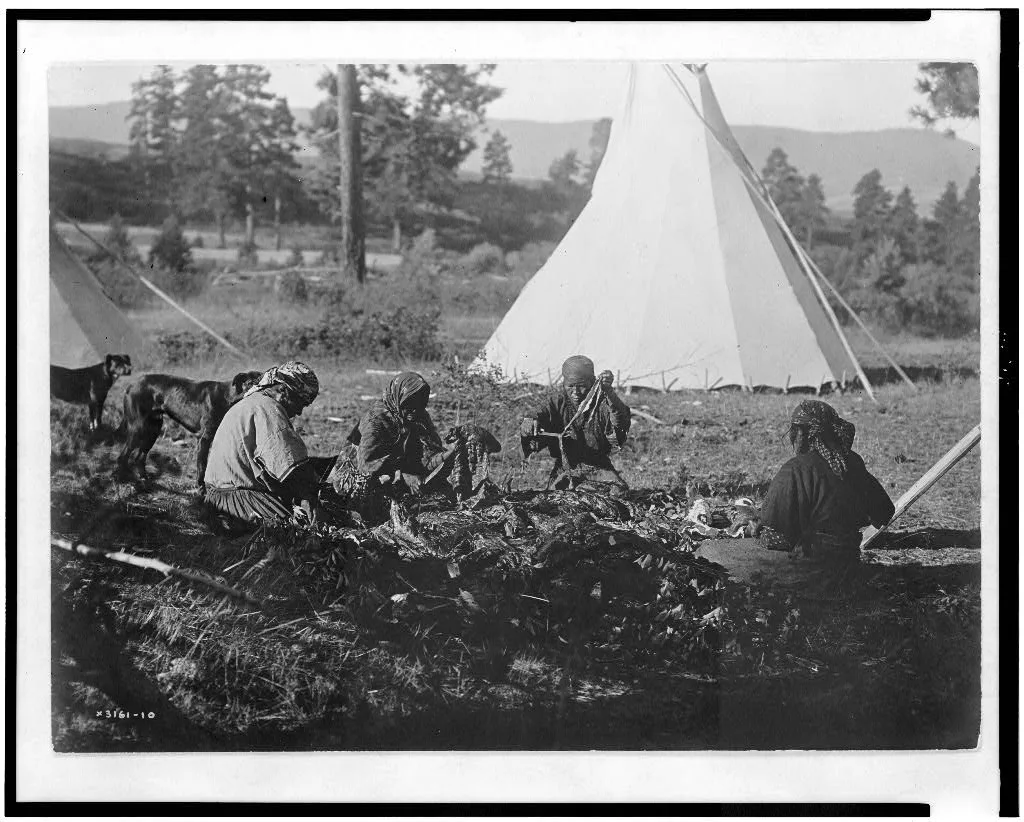 Jerking meat--Flathead, 1910