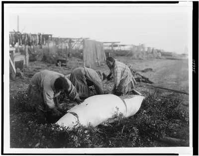 Cutting up a beluga--Kotzebue, Alaska, Kotzebue Sound, 1929